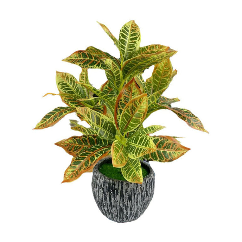 Plante Calyra