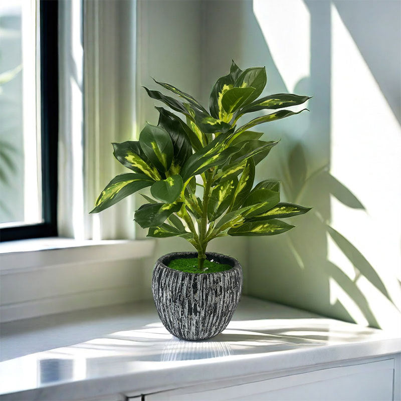 Plante Calyra