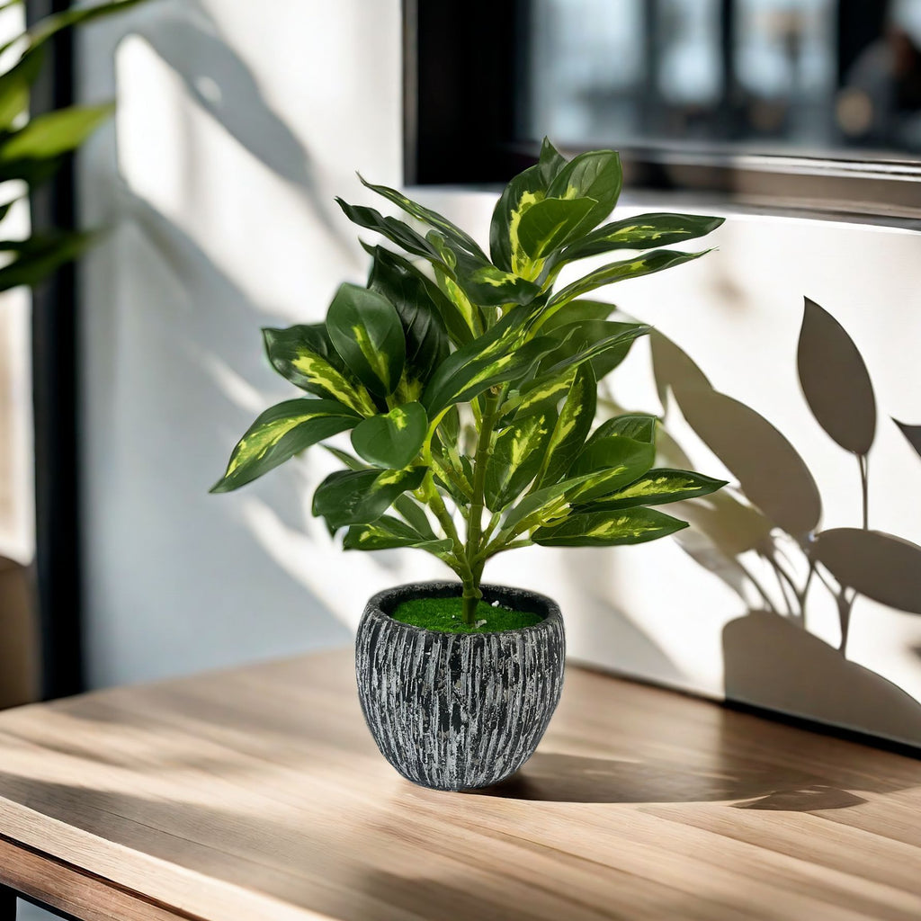 Plante Calyra