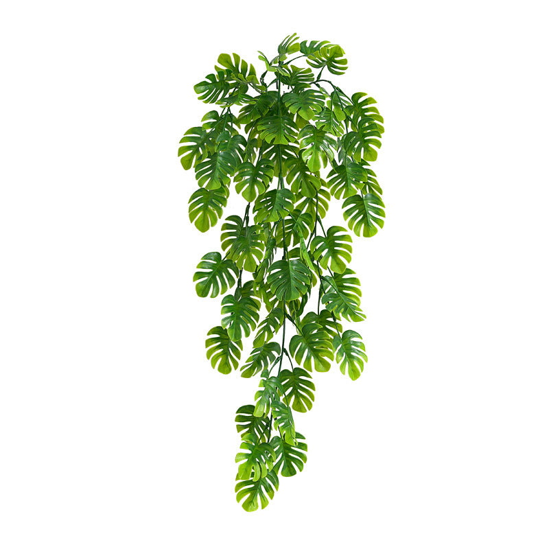 Plante Lianéa