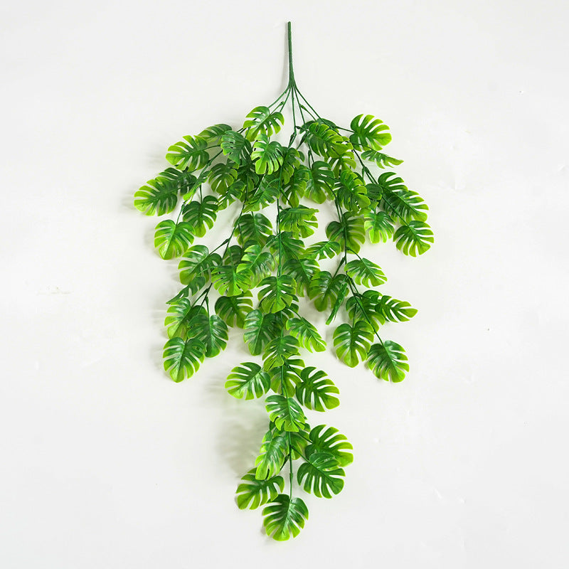 Plante Lianéa