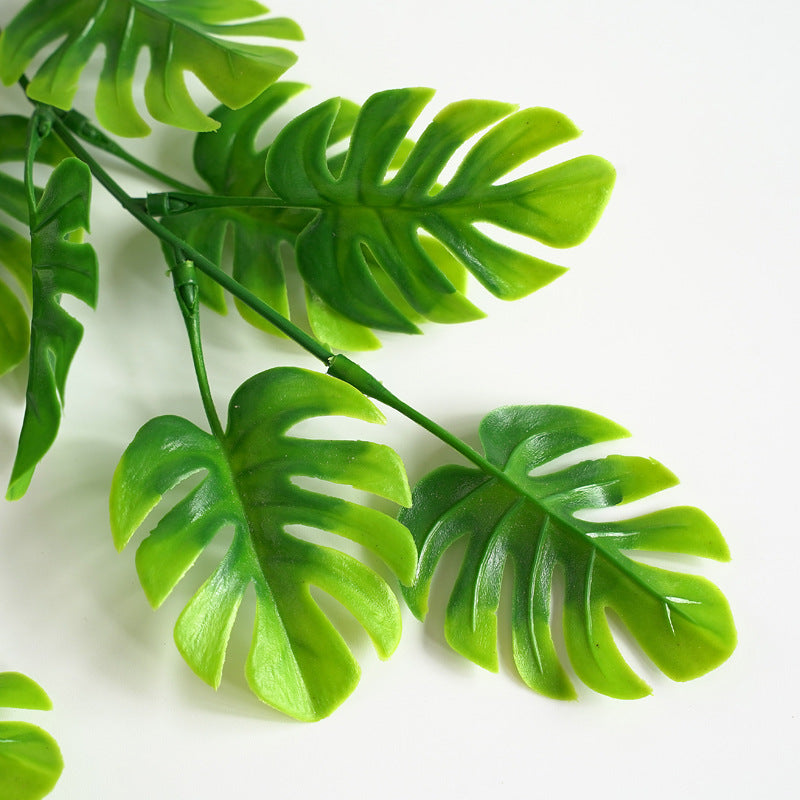 Plante Lianéa