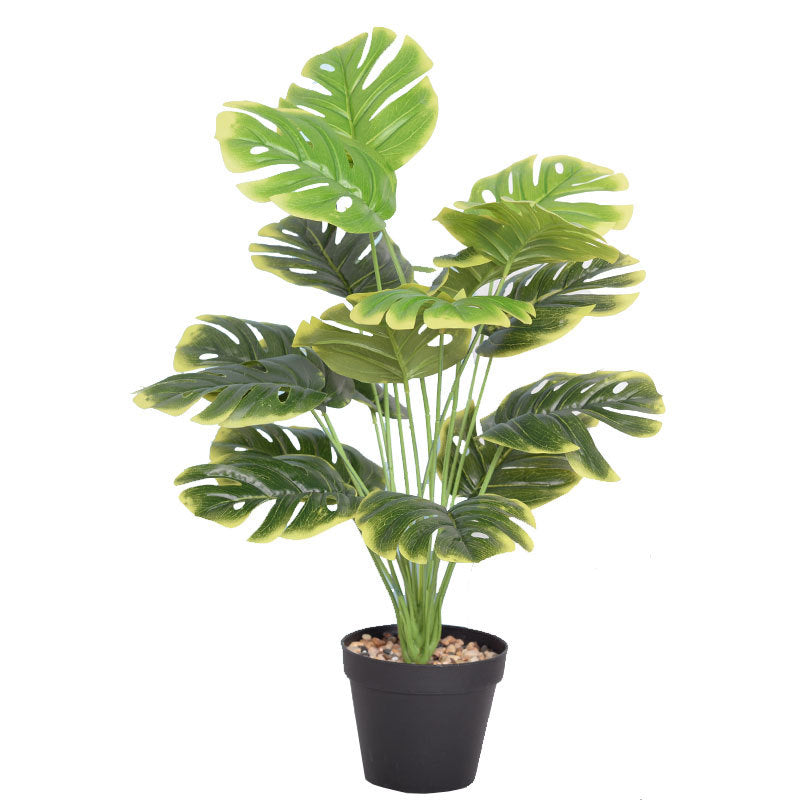 Plante Monara