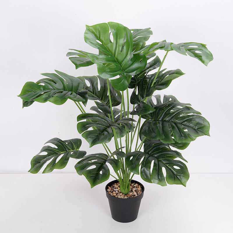 Plante Monara