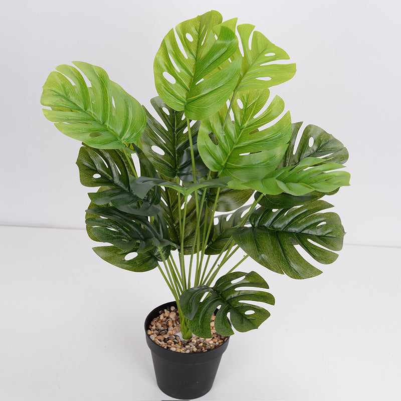 Plante Monara