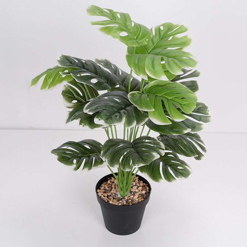 Plante Monara
