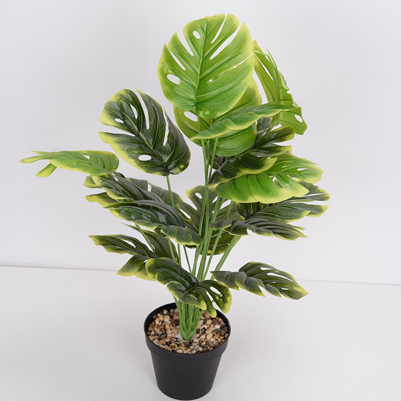 Plante Monara