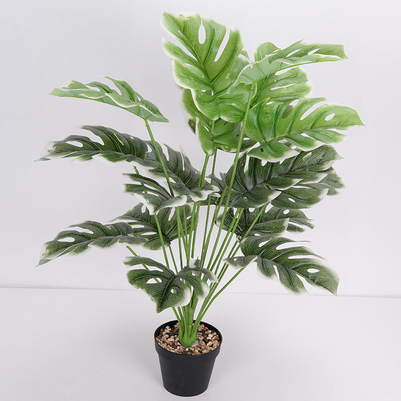 Plante Monara