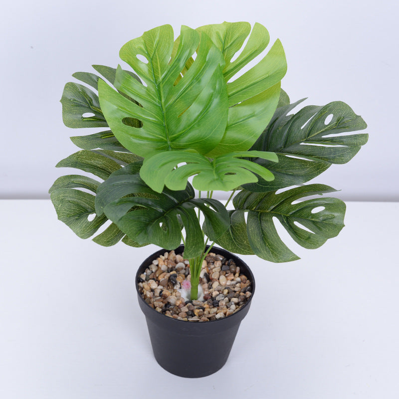 Plante Monara