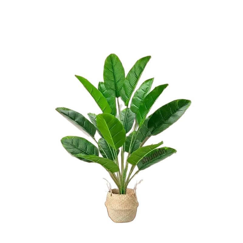 Plante Tropéa
