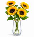 Tournesol Soléane