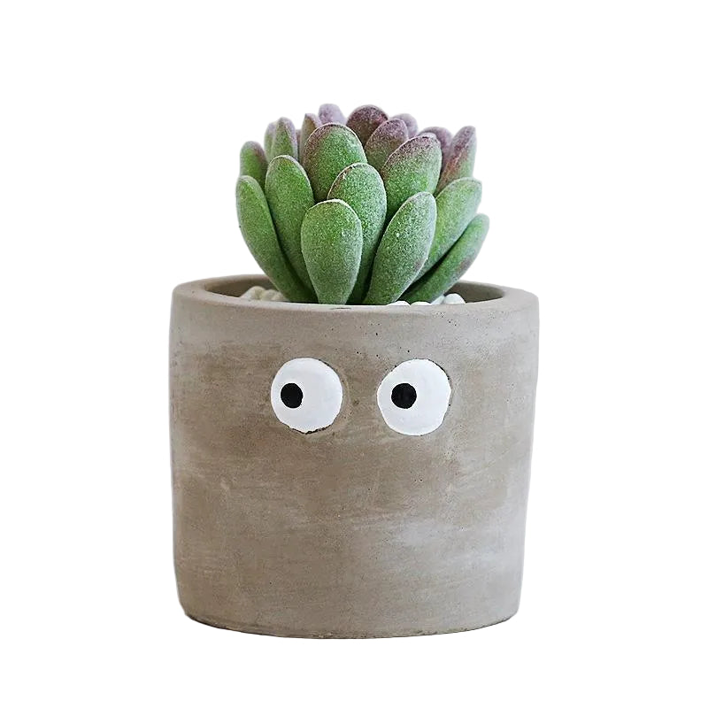 Succulente Mimzy