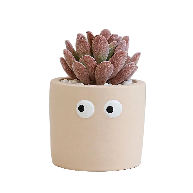 Succulente Mimzy