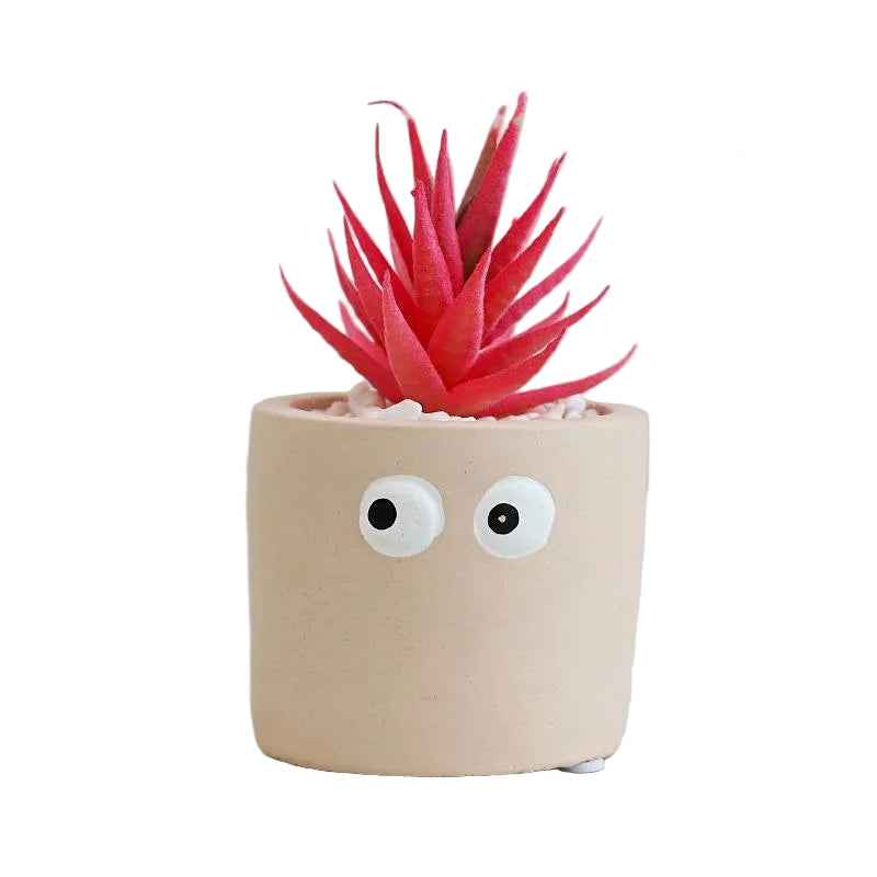 Succulente Mimzy