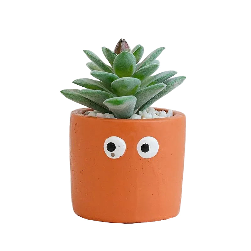 Succulente Mimzy