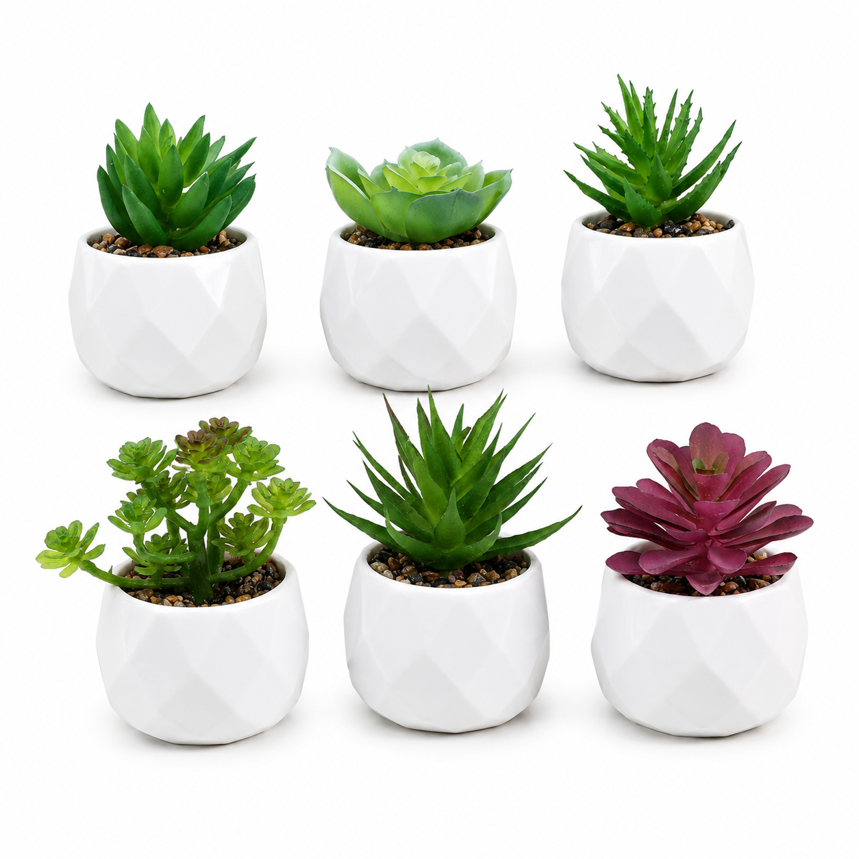 Succulente Minora