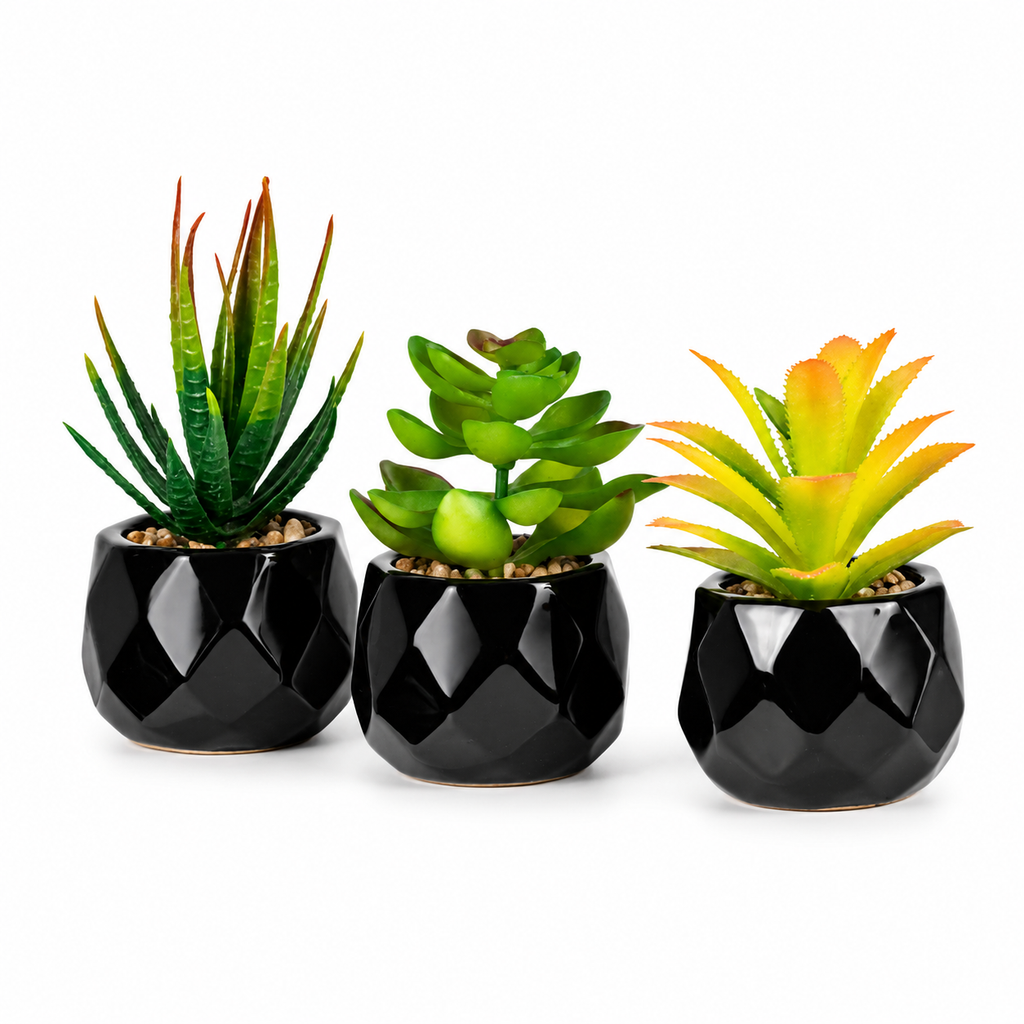 Succulente Nérina