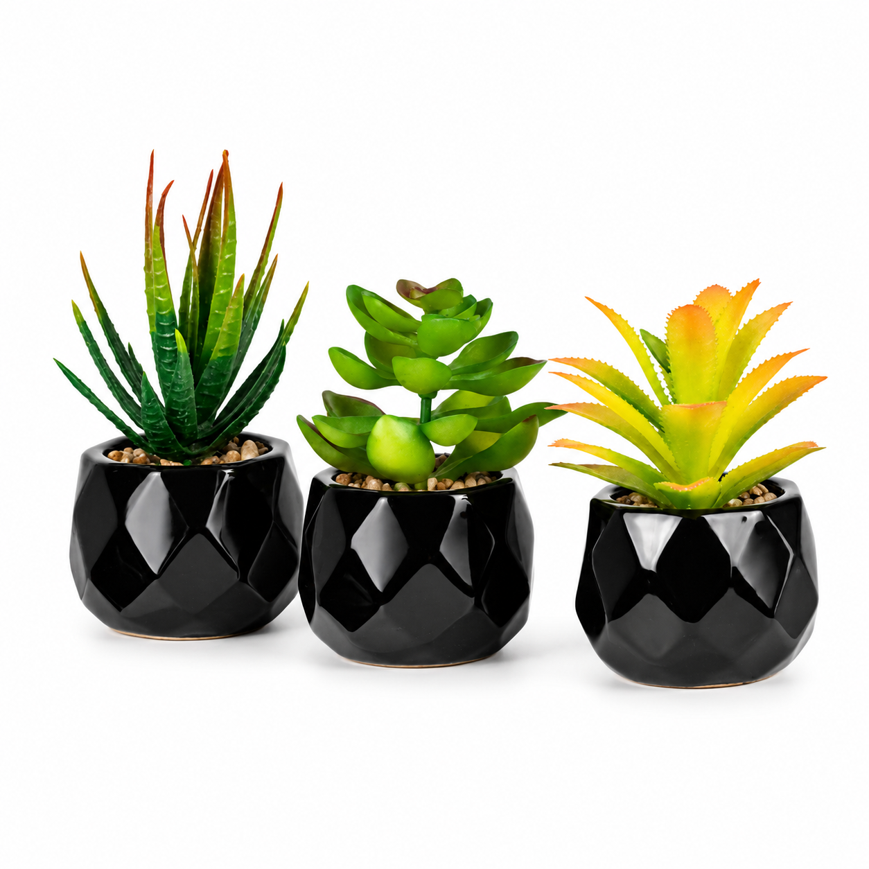 Succulente Nérina