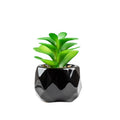 Succulente Nérina