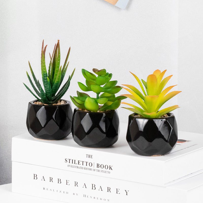 Succulente Nérina