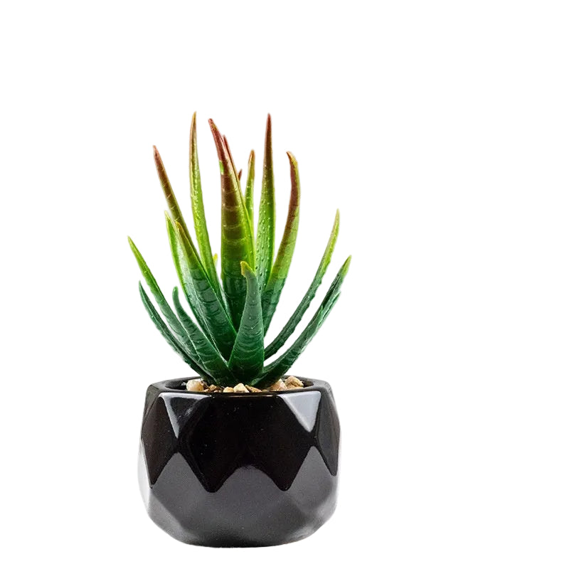 Succulente Nérina