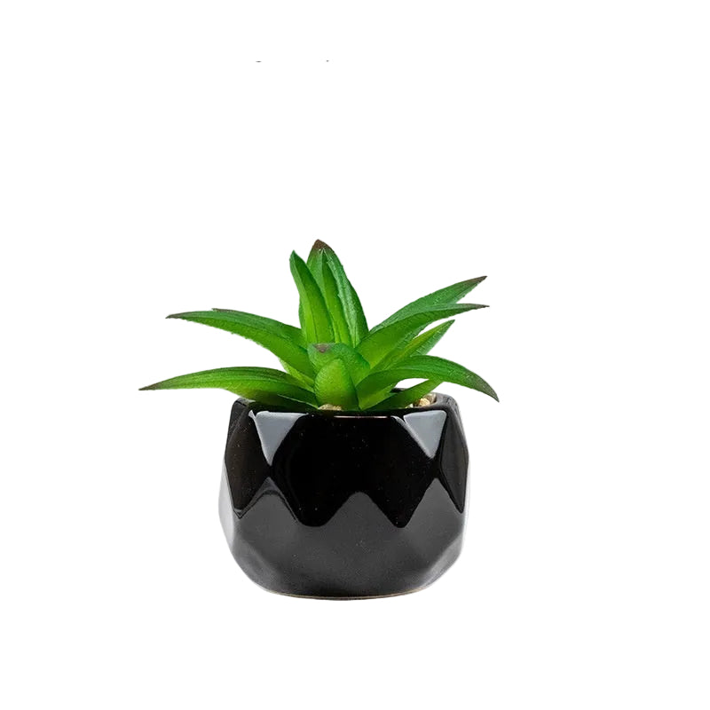 Succulente Nérina