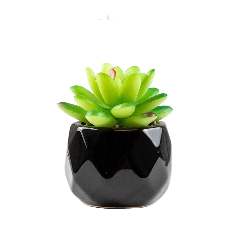 Succulente Nérina