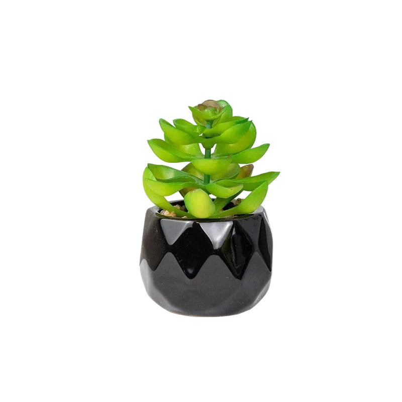 Succulente Nérina