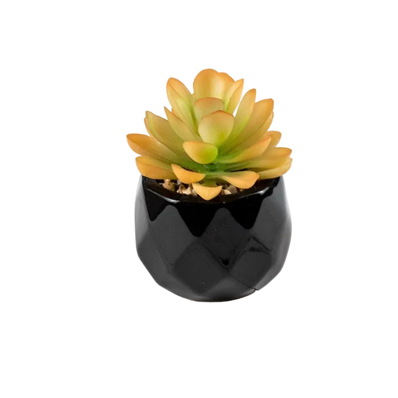 Succulente Nérina