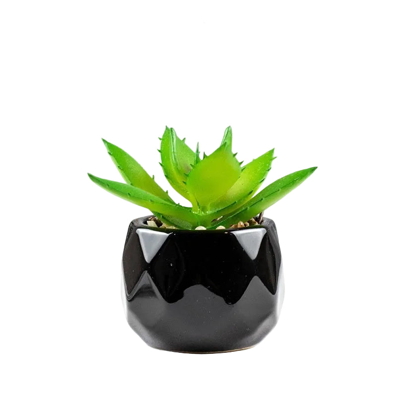Succulente Nérina