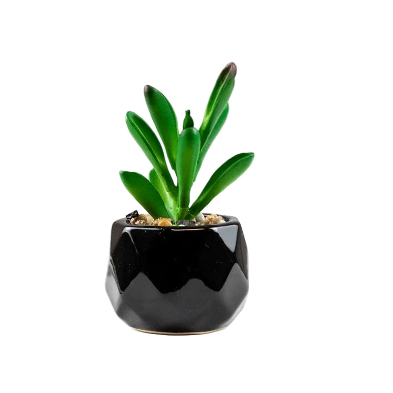 Succulente Nérina