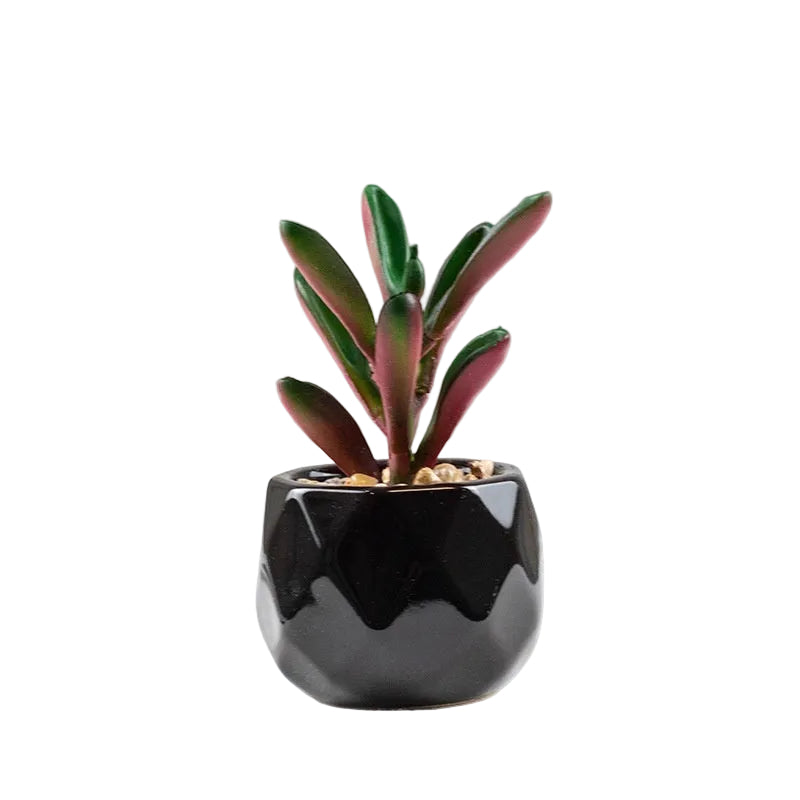 Succulente Nérina