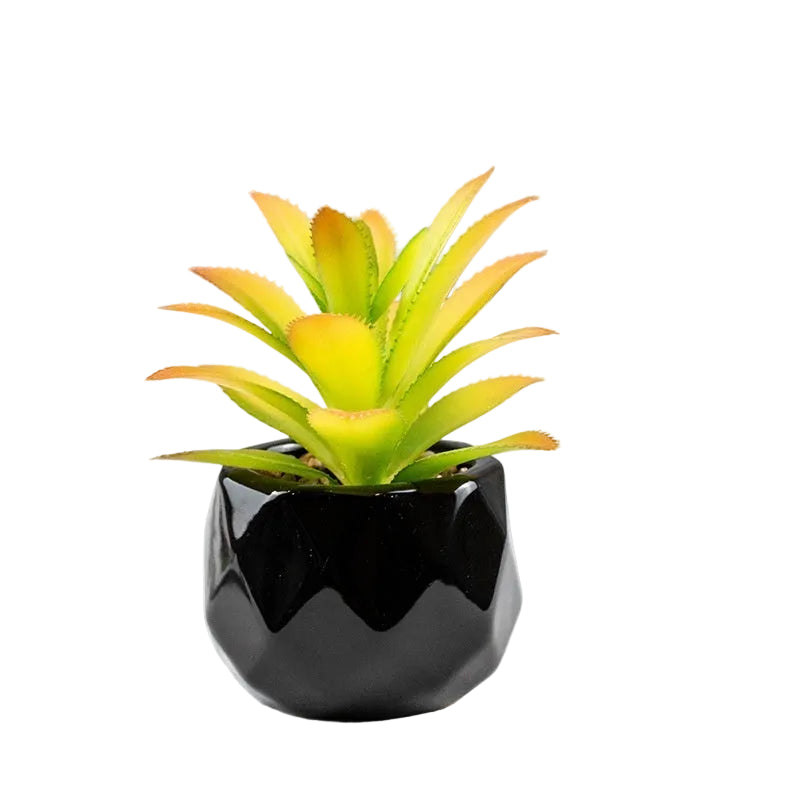 Succulente Nérina
