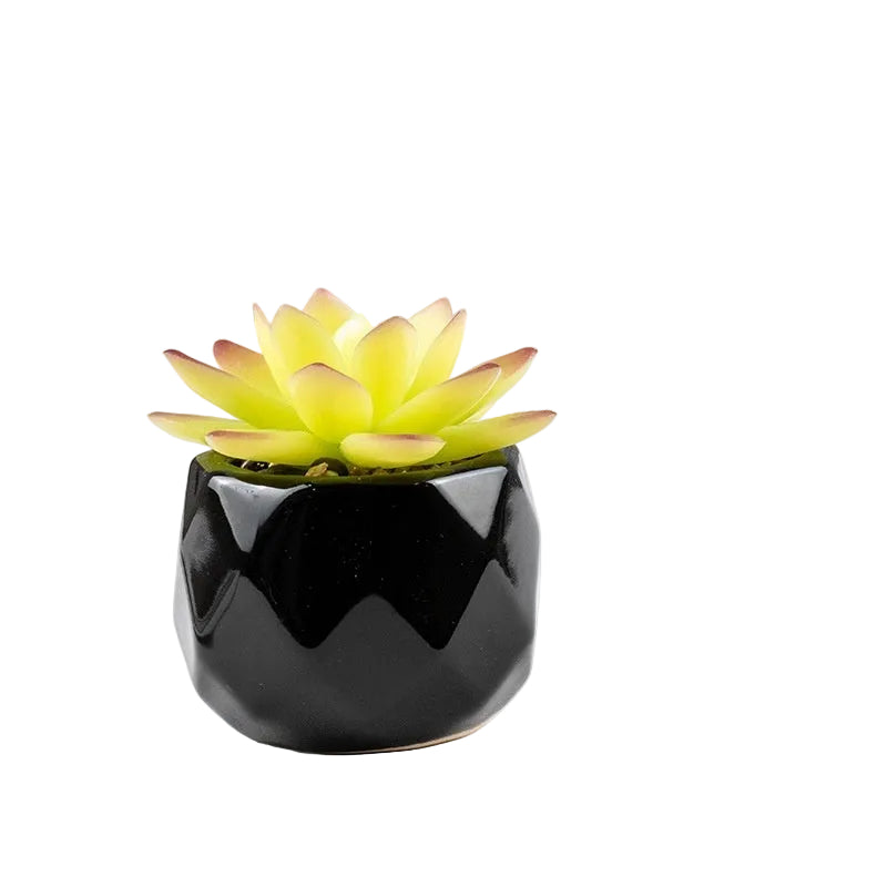 Succulente Nérina