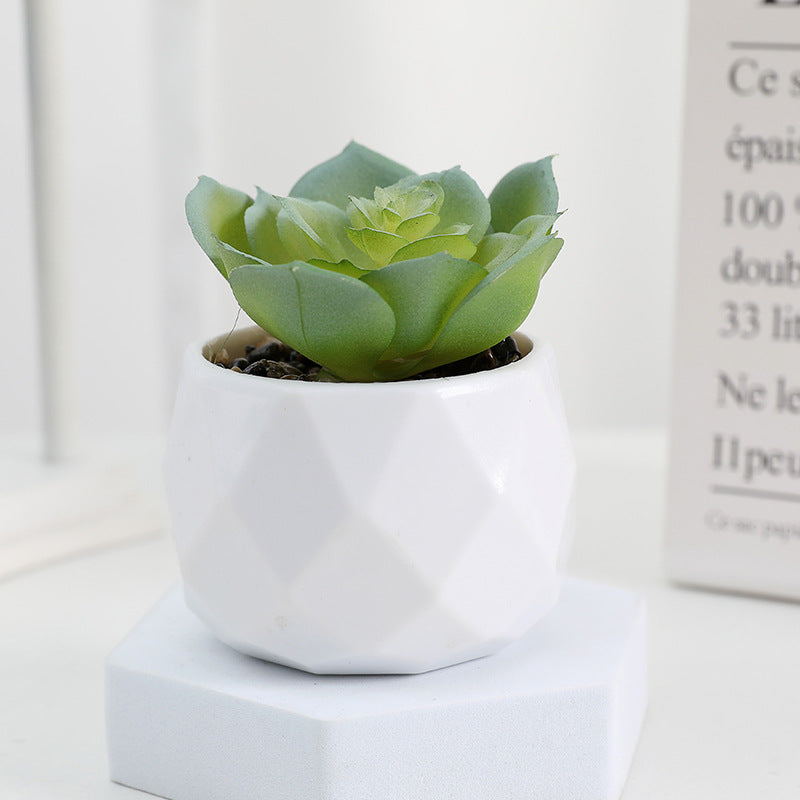 Succulente Minora