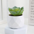 Succulente Minora