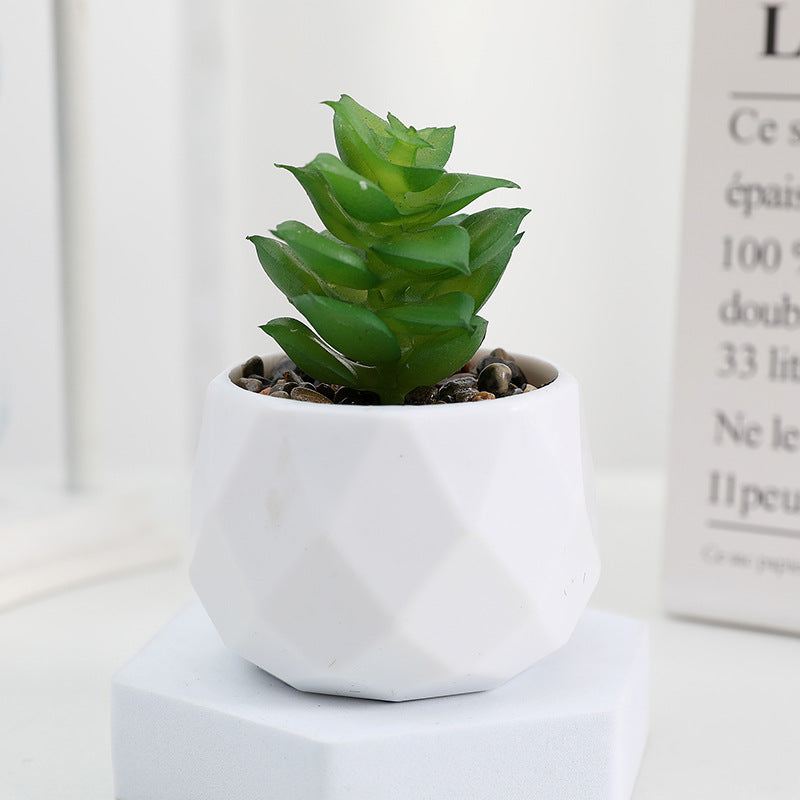 Succulente Minora