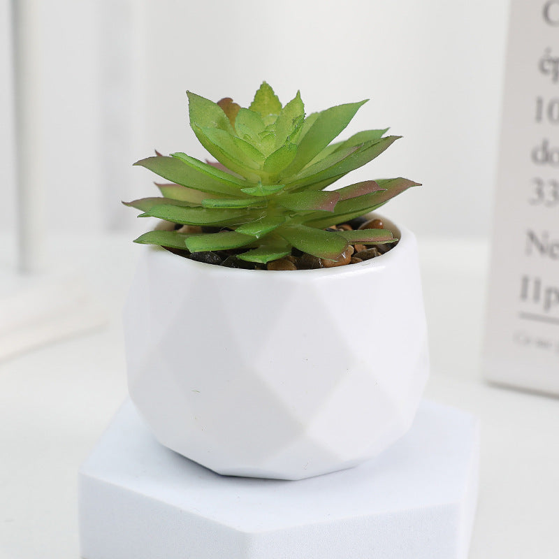 Succulente Minora