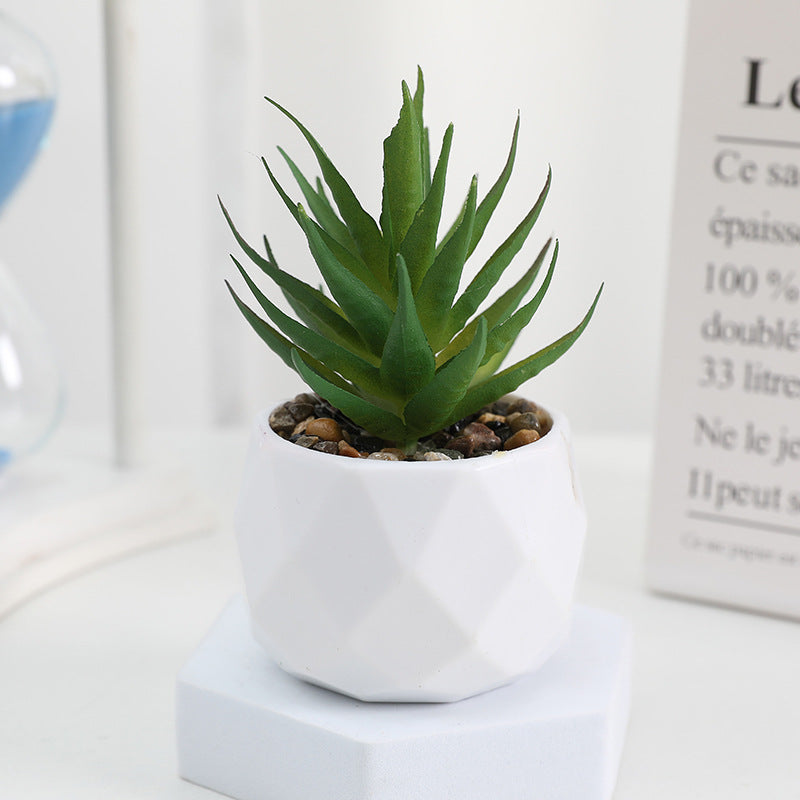 Succulente Minora