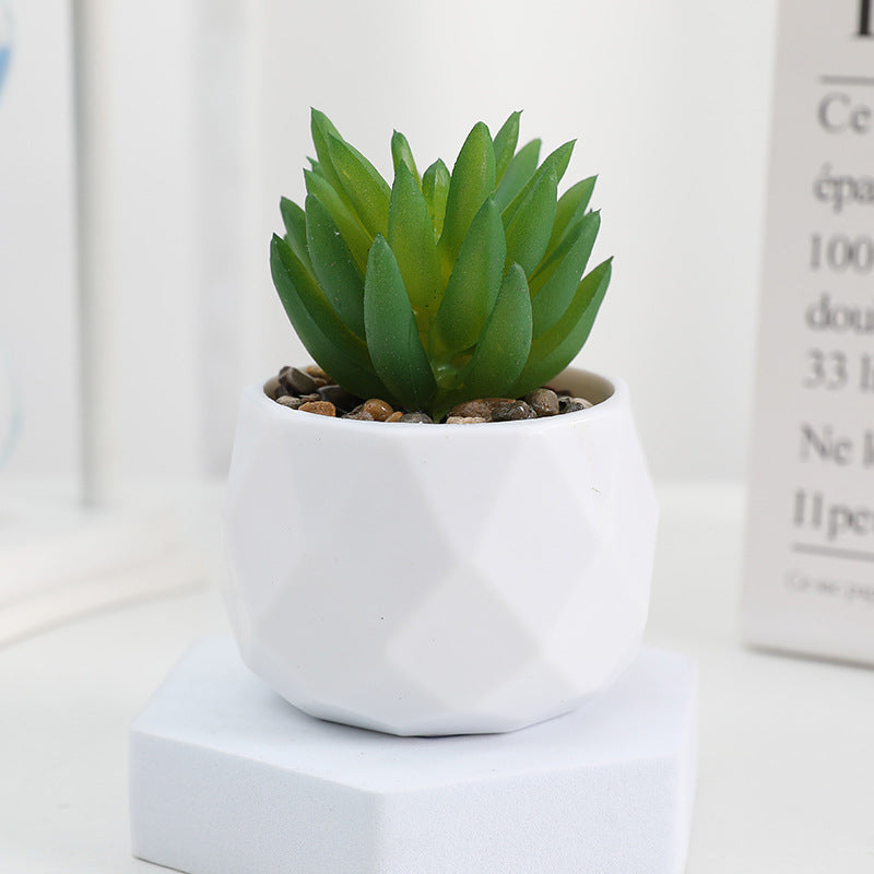 Succulente Minora