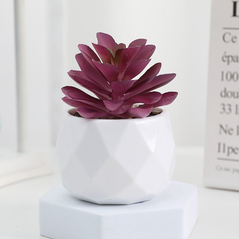 Succulente Minora