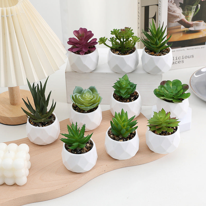 Succulente Minora