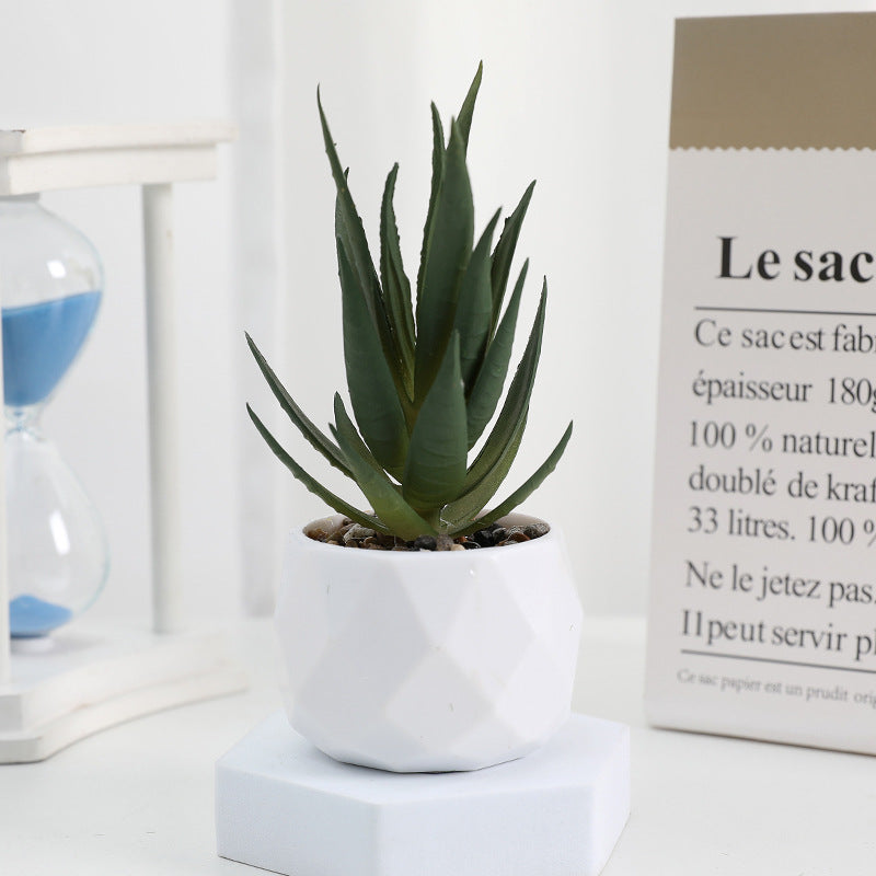 Succulente Minora