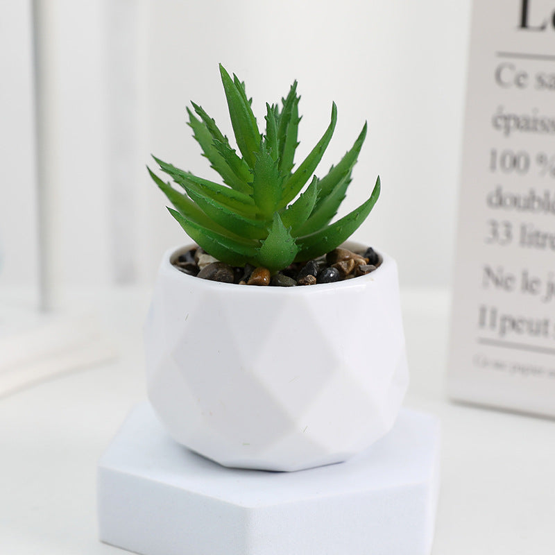 Succulente Minora