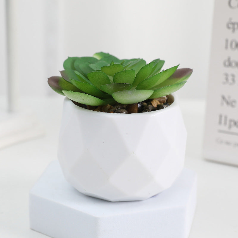 Succulente Minora