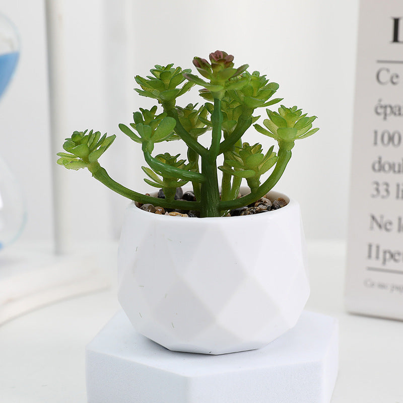 Succulente Minora