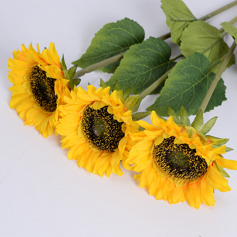 Tournesol Soléane